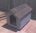 dog_small_white